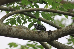 Black and White warbler