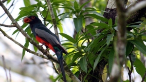 Slaty trogon 1