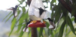 White necked Jacobin