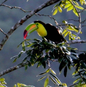 toucan 1