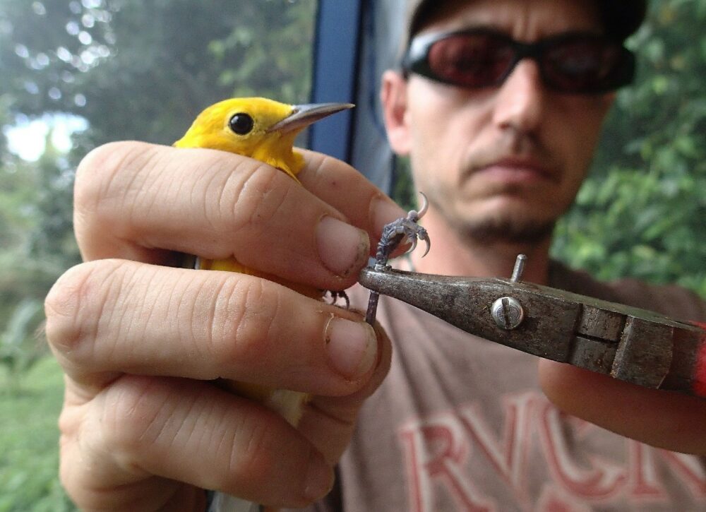 Bird-Banding | Toucan Ridge Ecology And Education Society (T.R.E.E.S)